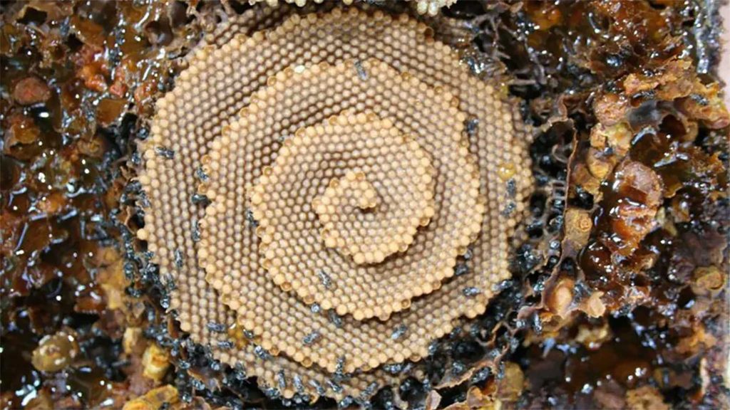 stingless bees honeycomb